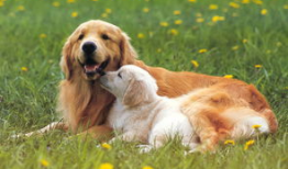 狗电视剧,忠诚与背叛的较量